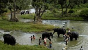 South India Tour Packages-4Night 5Days -Mysore ,Coorg , Iruppu Falls Package (1N mysore / 3N Coorg)-10