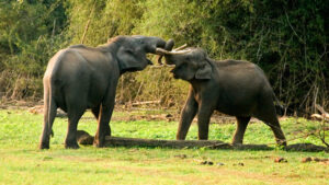 South India Tour Packages-2Night 3Days -Wayanad Package -5